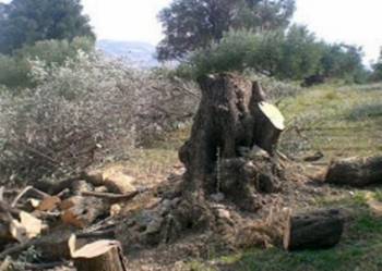 Εκοβαν ελιές για ξύλα και συνελήφθησαν