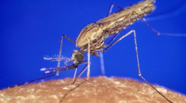 Επιτυχές το νέο εμβόλιο κατά της ελονοσίας