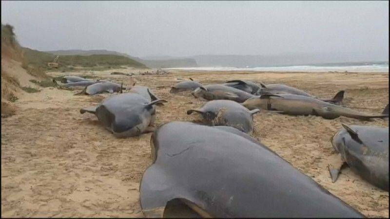 Νεκρές εντοπίστηκαν 55 φάλαινες στην Σκωτία