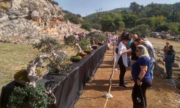 Ολοκληρώθηκε η έκθεση μπονσάι ελιάς στο Ιερό της Αφροδίτης (φωτογραφίες)