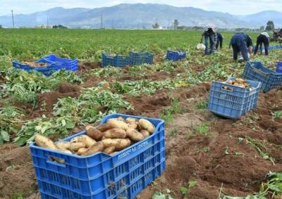 Μεσσήνη: Ψήφισμα στήριξης παραγωγών ανοιξιάτικης πατάτας