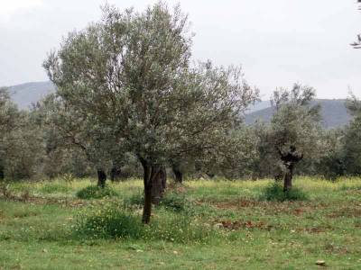Συζήτηση για τη φτώχεια των αγροτών στο Εργατικό Κέντρο Καλαμάτας