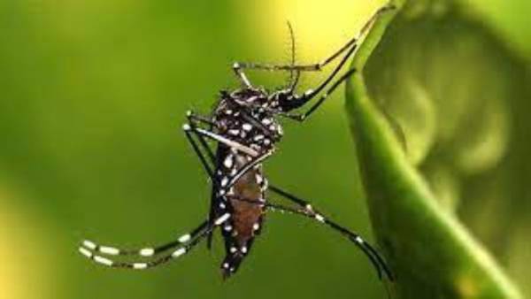 Mε αύξηση κρουσμάτων των ασθενειών που μεταδίδονται μέσω κουνουπιών «απειλεί» η κλιματική αλλαγή