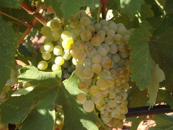 200 τα κρασιά από την Πελοπόννησο στο "Peloponnese Wine Festival" Λεμεσού 