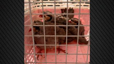 Εξέτρεφαν κότες και κατσίκες σε ταράτσα πολυκατοικίας στους Αμπελόκηπους! (βίντεο)