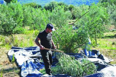 Ανησυχούν οι αγρότες της Μεσσηνίας: Κίνδυνος να ζητηθούν πίσω οι επιδοτήσεις