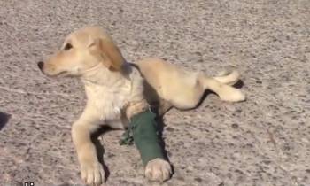 ΒΙΝΤΕΟ: Ενας... μικρός ήρωας αναρρώνει μετά τον ανεμοστρόβιλο της Καλαμάτας