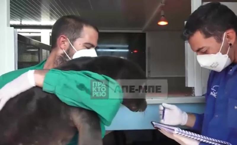 Μωρό φώκια από την Κρήτη ταξίδεψε στην Αθήνα για να βρεθεί στην αγκαλιά της Mom (βίντεο)