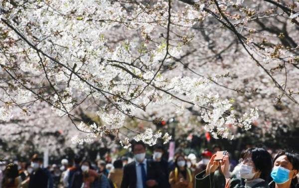 Ιαπωνία: Οι κερασιές άνθησαν αλλά οι άνθρωποι τις κοιτούν... από μακριά