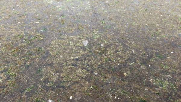 Αρχηγείο Λιμενικού: Ποσότητες φυτοπλαγκτόν εμφανίστηκαν σε πολλές ακτές, πιθανόν λόγω των ευνοϊκών καιρικών συνθηκών