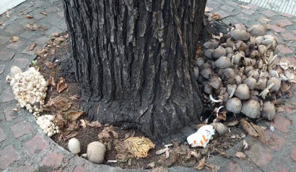 «Επέλαση» μανιταριών στη Θεσσαλονίκη - Γιατί γέμισαν ρίζες και κορμοί δέντρων