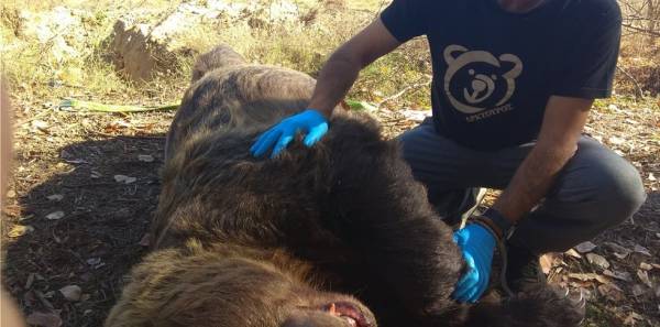 Νεκρή αρκούδα, βάρους 390 κιλών, από τροχαίο στην Καστοριά