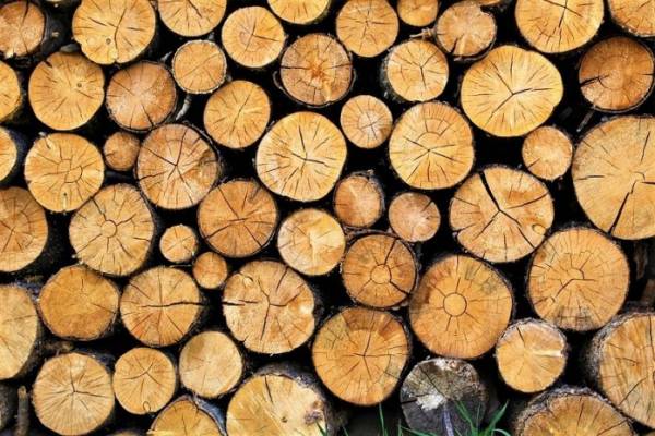 Περισσότερη και φθηνότερη ξυλεία φέτος στους κατοίκους των ορεινών περιοχών