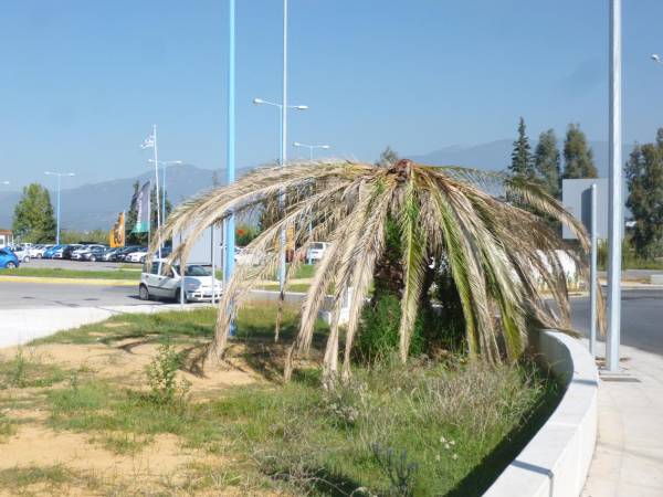 Πάει και ο φοίνικας στο αεροδρόμιο Καλαμάτας