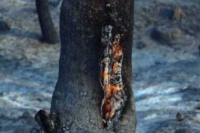 Σύλληψη 59χρονου για διαδοχικούς εμπρησμούς στη Σίνδο (βίντεο)