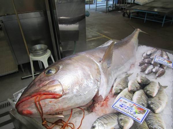 Μαγιάτικο 53 κιλών αλιεύτηκε στη Λακωνική Μάνη (Βίντεο)