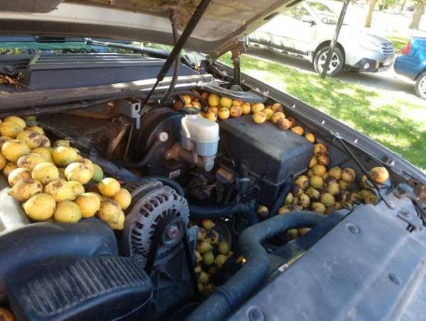 Σκίουρος αποθήκευσε 160 κιλά καρύδια σε αγροτικό αυτοκίνητο σε 4 μέρες!