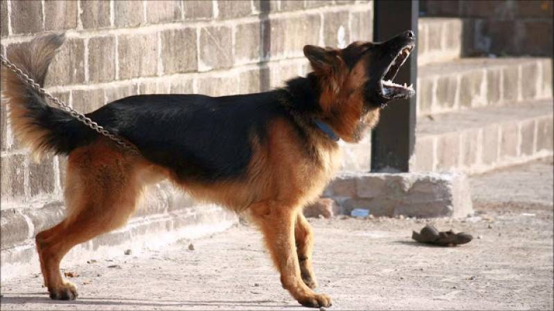 Μυτιλήνη: Του έβαλαν πρόστιμο 500 ευρώ γιατί ο σκύλος του γάβγιζε και ενοχλούσε