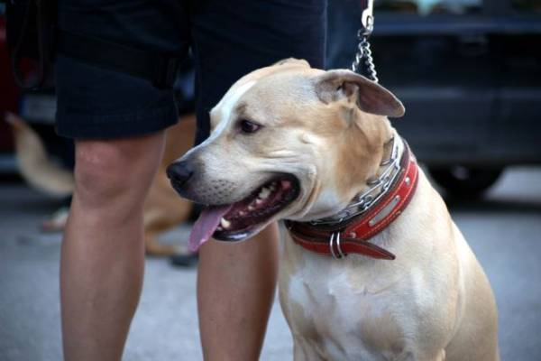 Σκύλος και 50ευρω στο Πάρκο Σιδηροδρόμων Καλαμάτας