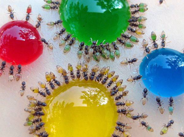 Τι συμβαίνει όταν μυρμήγκια πίνουν χρωματιστά υγρά