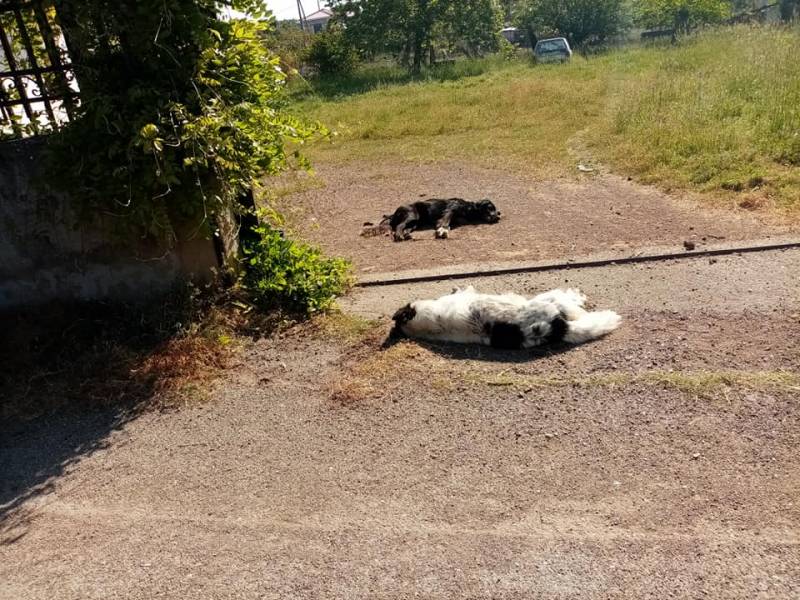 Μεσσηνία: Φόλες στην Αγριλιά Κοπανακίου