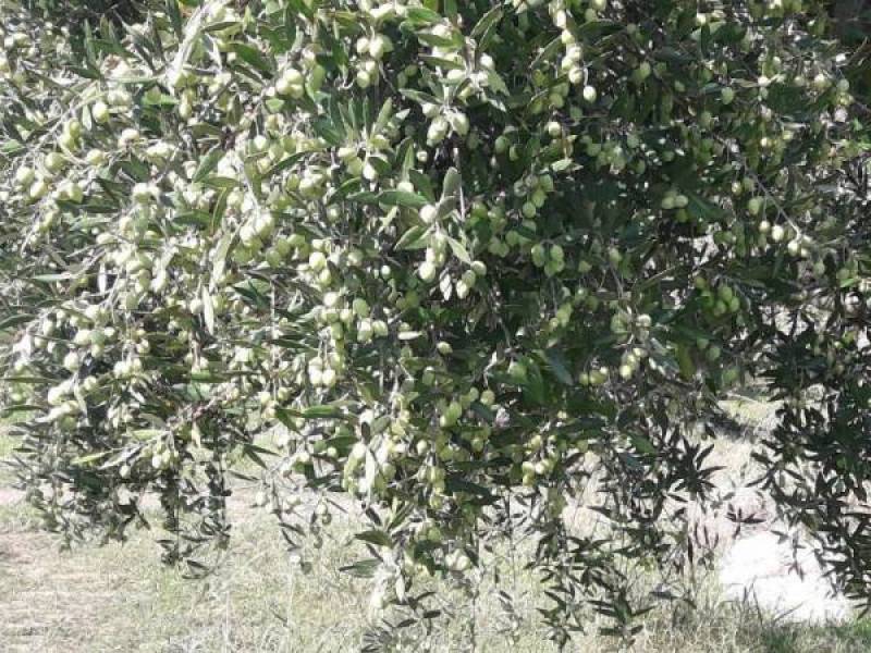 Μεσσηνία: Ολοκληρώθηκαν οι διαγωνισμοί για τη φετινή δακοκτονία