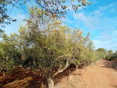 Αγροτικός Σύλλογος Χανδρινού: Τεράστιες καταστροφές  στα ελαιόδεντρα