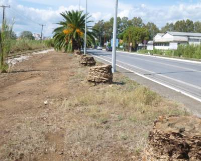 Κόβουν τους φοίνικες στη Μεσσήνη