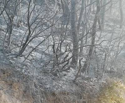 ΓΓΠΠ: Πολύ υψηλός κίνδυνος πυρκαγιάς αύριο για 5 Περιφέρειες της χώρας
