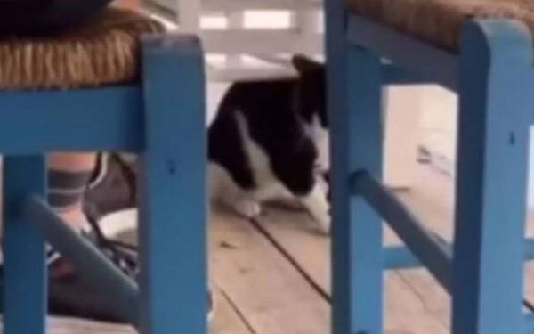 Αιδηψός: Παραπέμπεται για πλημμέλημα ο 30χρονος που κλώτσησε το γατάκι (Βίντεο)