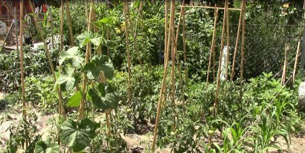 Βιολογικά λαχανικά από τα μποστάνια του Δήμου Καλαμάτας (βίντεο-φωτογραφίες)