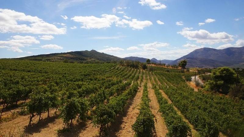 Ενθαρρυντική η εικόνα από τις περισσότερες αμπελουργικές ζώνες