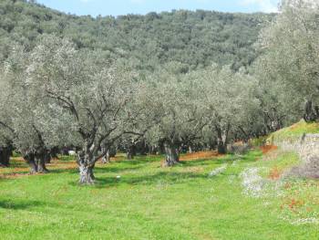 Σοβαρό πρόβλημα με την καρπόδεση στις ελιές στη Μεσσηνία