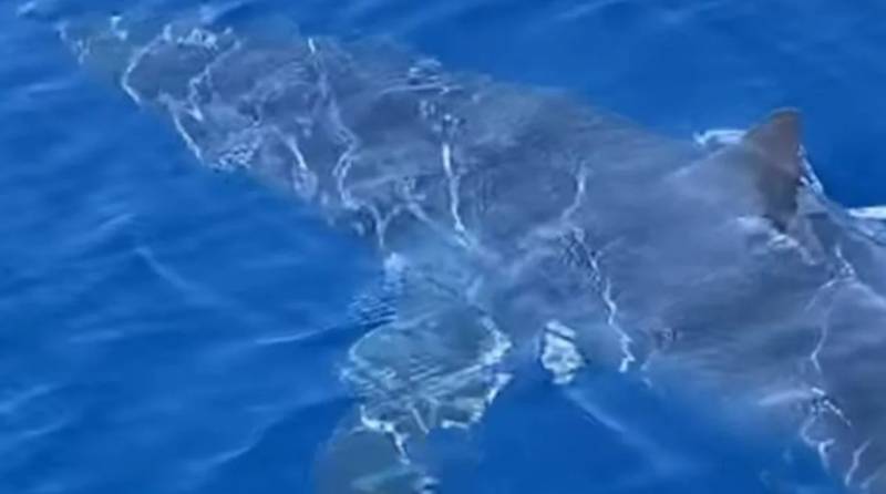 Ζάκυνθος: Καρχαρίας κολυμπά μπροστά σε σκάφος, 2 μίλια από το λιμάνι (Βίντεο)