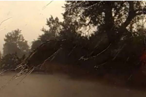 Θεομηνία στη Λάρισα - Ξεριζώθηκαν δέντρα και καλλιέργειες (Βίντεο)