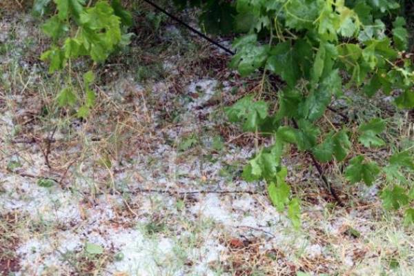 Ζημιές από χαλάζι στην Κορώνη 