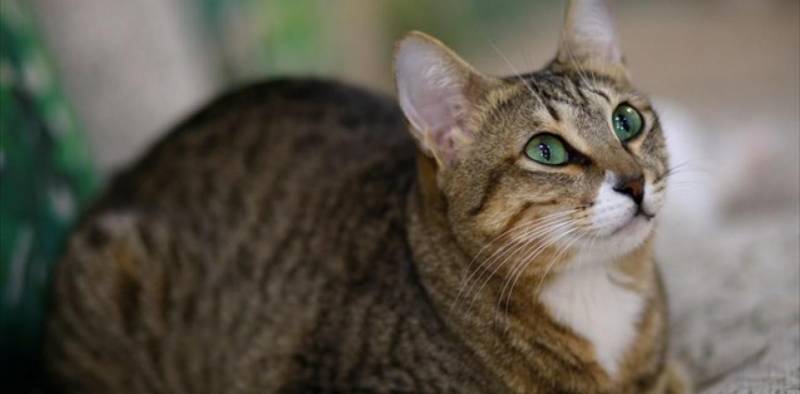 Βρετανική έρευνα: Οι γάτες μπορούν να κολλήσουν κορονοϊό από τους ανθρώπους