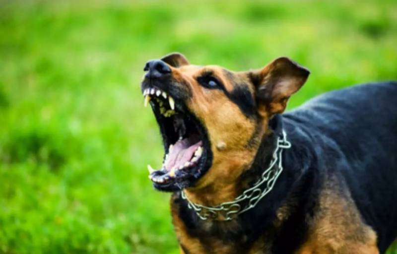 Σκυλιά επιτέθηκαν και δάγκωσαν 16χρονη στο Ρέθυμνο – Συνελήφθησαν οι ιδιοκτήτες