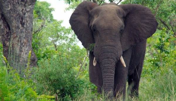 Λαθροκυνηγός σκοτώθηκε από ελέφαντα - Βρέθηκε μόνο το κεφάλι και το παντελόνι του