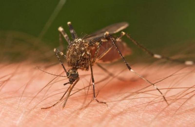 Βέρδος: "Κανένα κρούσμα ελονοσίας στο Δήμο Ευρώτα"