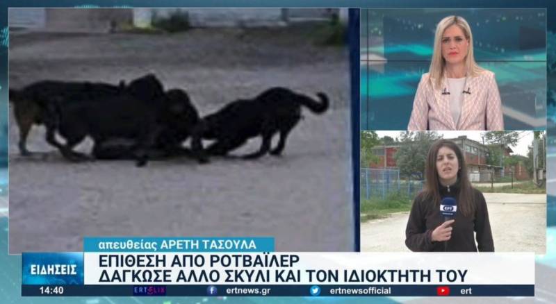 Θεσσαλονίκη: Επίθεση ροτβάιλερ - Δάγκωσε άλλο σκυλί και τον ιδιοκτήτη του (Βίντεο)