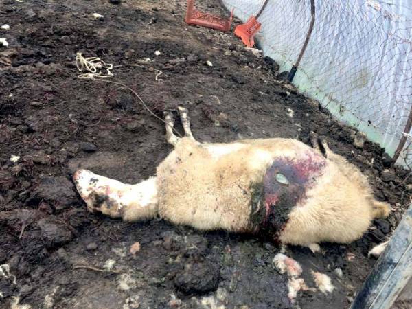 Αδέσποτα σκυλιά σκότωσαν πρόβατο στους Γαργαλιάνους