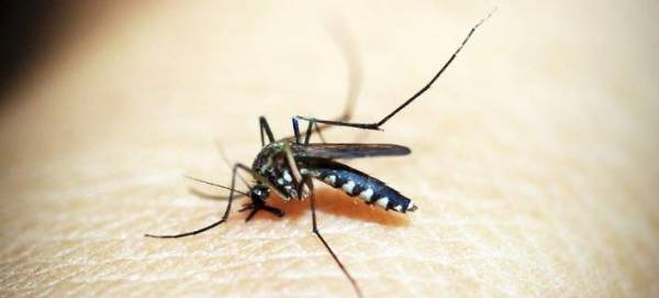 Ευρεία σύσκεψη στο ΚΕΕΛΠΝΟ για τα νοσήματα που μεταδίδονται από τα κουνούπια - Τι συστήνουν οι ειδικοί