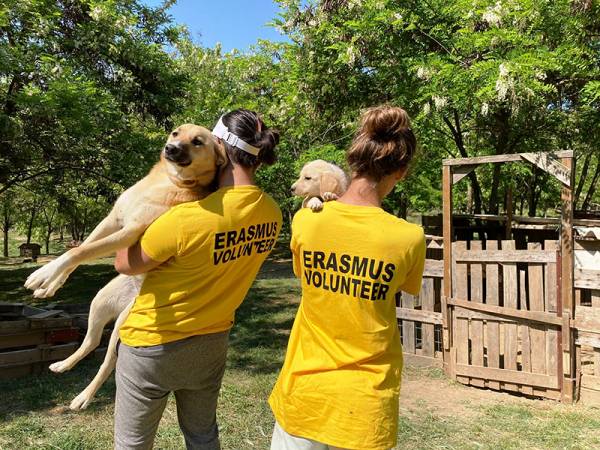 Εθελοντές στην Καβάλα κατασκευάζουν σπιτάκια για σκύλους από ανακυκλώσιμα υλικά
