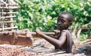 48 παιδιά, σκλάβοι σε φυτείες κακάο, απελευθερώθηκαν από την αστυνομία στην Ακτή Ελεφαντοστού