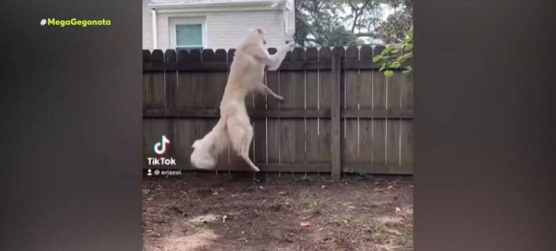 Το πιο ψηλό σκυλί στον κόσμο &amp; ο παπαγάλος χορευτής (βίντεο)