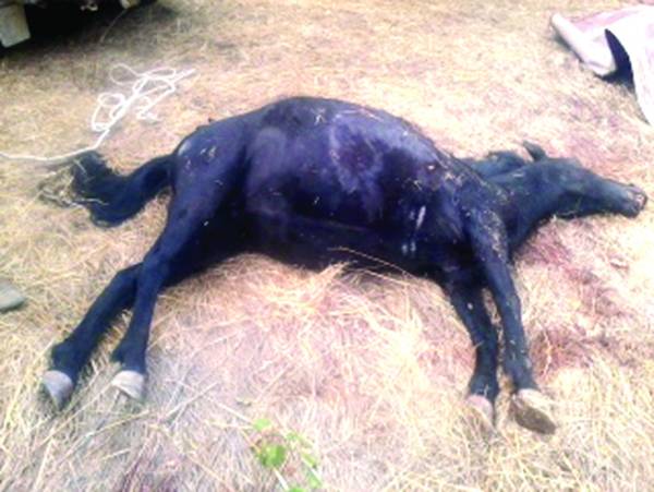 Σκότωσαν άλογο στο Σουληνάρι
