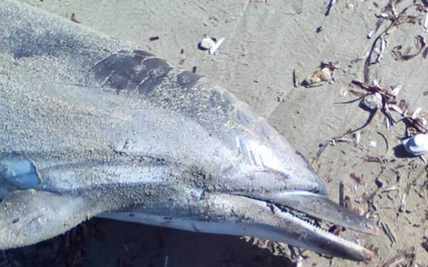 Ξεβράστηκε νεκρό δελφίνι σε παραλία στο Λαγονήσι (Φωτογραφίες)