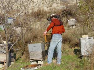Τριήμερη ταχύρρυθμη εκπαίδευση μελισσοκομίας στην Κυπαρισσία