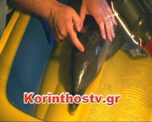 Ενα τραυματισμένο δελφίνι στην παραλία Λεχαίου (βίντεο)